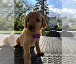 Small Photo #4 Golden Irish Puppy For Sale in MOUNT PROSPECT, IL, USA