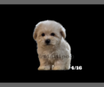Small Photo #3 Maltipoo Puppy For Sale in SAN DIEGO, CA, USA