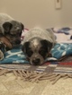 Small Photo #11 Australian Cattle Dog Puppy For Sale in PAHRUMP, NV, USA