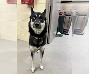 Siberian Husky Dogs for adoption in Sanford, FL, USA