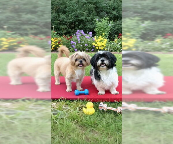 Medium Photo #5 Shih Tzu Puppy For Sale in Weston, FL, USA