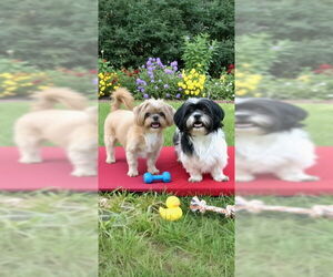 Mikey James & Leo Thomas - Male Shih Tzu Dog for Adoption - Photo #5