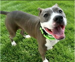 DARGO - Female American Pit Bull Terrier-Unknown Mix Dog for Adoption - Small photo