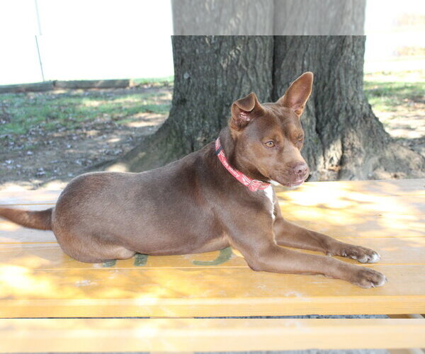 Medium Photo #6 Mutt Puppy For Sale in Linton, IN, USA
