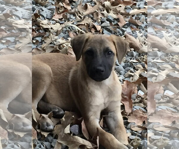 Medium Photo #7 Black Mouth Cur-Unknown Mix Puppy For Sale in Rockaway, NJ, USA