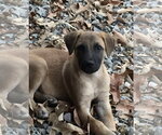 Small #6 Black Mouth Cur Mix