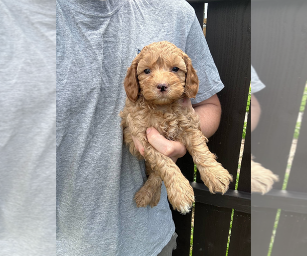 Medium Photo #1 Goldendoodle (Miniature) Puppy For Sale in MILWAUKEE, WI, USA