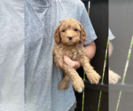 Image preview for Ad Listing. Nickname: Milo