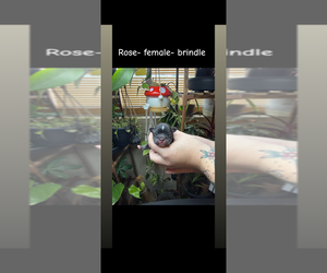 Medium French Bulldog