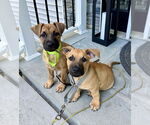 Small #7 Labrador Retriever Mix
