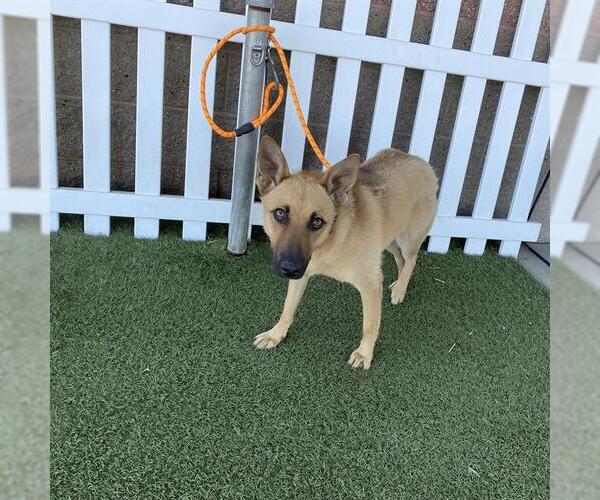 Medium Photo #1 German Shepherd Dog Puppy For Sale in Modesto, CA, USA