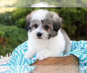 Coton de Tulear Puppy for sale in SYRACUSE, IN, USA