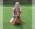 Small Photo #10 American Staffordshire Terrier-Red Heeler Mix Puppy For Sale in Huntley, IL, USA