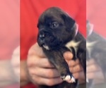 Small #1 Boxer