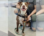 Small #5 American Pit Bull Terrier Mix