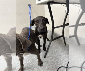 American Pit Bull Terrier-Unknown Mix Dogs for adoption in Pasadena, TX, USA