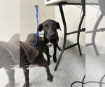 Small American Pit Bull Terrier Mix