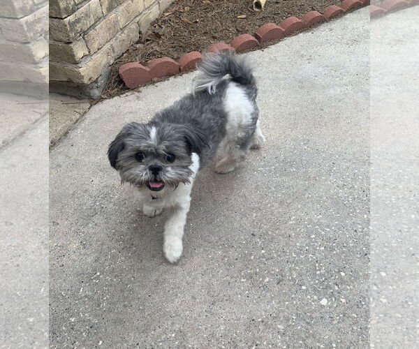 Medium Photo #5 Shih Tzu Puppy For Sale in Spring, TX, USA