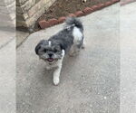 Small #4 Shih Tzu