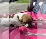 Small #8 Ausky-Great Pyrenees Mix