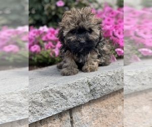 Havanese Puppy for sale in CANOGA, NY, USA