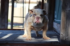 Small Photo #11 English Bulldog Puppy For Sale in LOS ANGELES, CA, USA