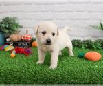 Small Photo #5 Labrador Retriever Puppy For Sale in SYRACUSE, IN, USA
