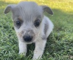 Small Photo #5 Texas Heeler Puppy For Sale in BIGGERSVILLE, MS, USA