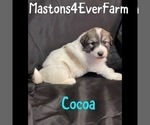 Small Photo #3 Great Pyrenees Puppy For Sale in BLAIRSVILLE, GA, USA