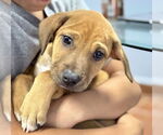 Small #1 Labrador Retriever Mix
