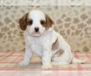 Cavapoo Puppy for sale in DENVER, PA, USA