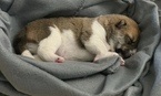 Small Photo #4 Shiba Inu Puppy For Sale in PARKER, CO, USA