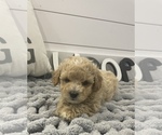 Small Photo #2 Poodle (Toy) Puppy For Sale in BOAZ, KY, USA