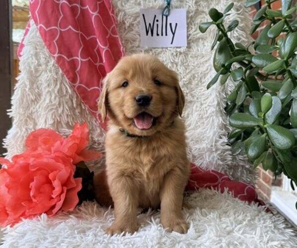 Medium Photo #1 Golden Retriever Puppy For Sale in THORP, WI, USA