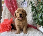 Small Golden Retriever