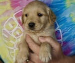 Puppy Sherman Lime Gr Golden Retriever