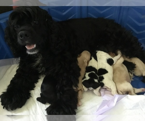 Medium Photo #1 Cocker Spaniel Puppy For Sale in CROSS TIMBERS, MO, USA