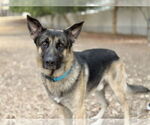Small #1 German Shepherd Dog