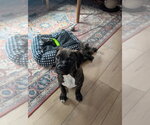 Small #1 Box-a-Pug