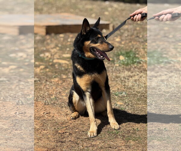 Medium Photo #3 German Shepherd Dog Puppy For Sale in Rockaway, NJ, USA
