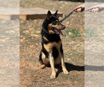 Small #2 German Shepherd Dog