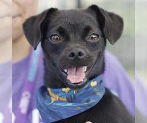Pug-Unknown Mix Dogs for adoption in San Antonio, TX, USA