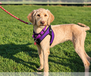 Labrador Retriever-Unknown Mix Dogs for adoption in Clovis, CA, USA