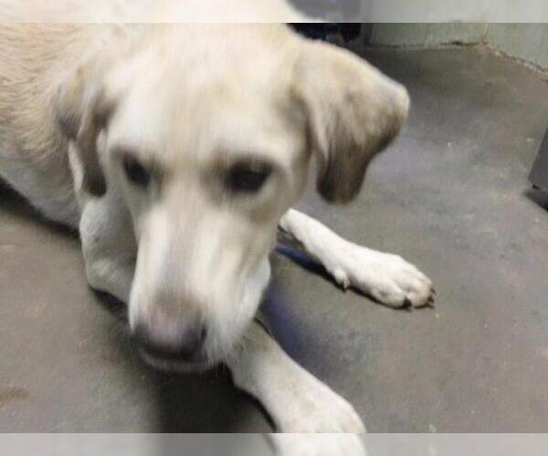 Medium Photo #1 Labrador Retriever-Unknown Mix Puppy For Sale in Tulsa, OK, USA