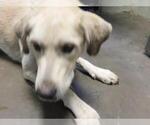 NETTY - Female Labrador Retriever-Unknown Mix Dog for Adoption - Small photo