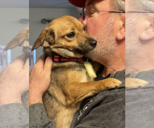 Medium Photo #4 Chihuahua-Feist Terrier Mix Puppy For Sale in Mount Laurel, NJ, USA