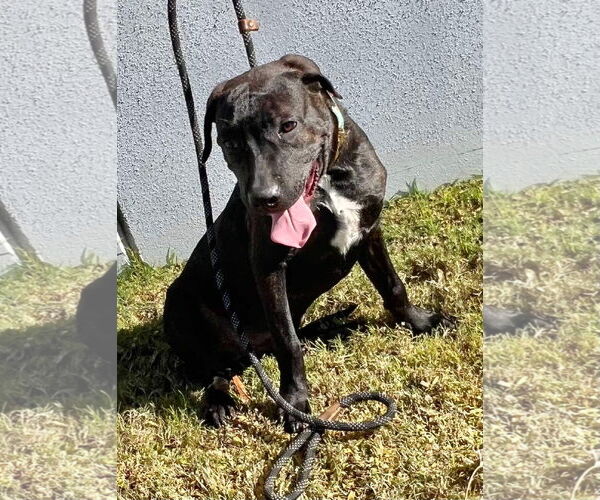 Medium Photo #9 Labrador Retriever-Unknown Mix Puppy For Sale in Munford, TN, USA