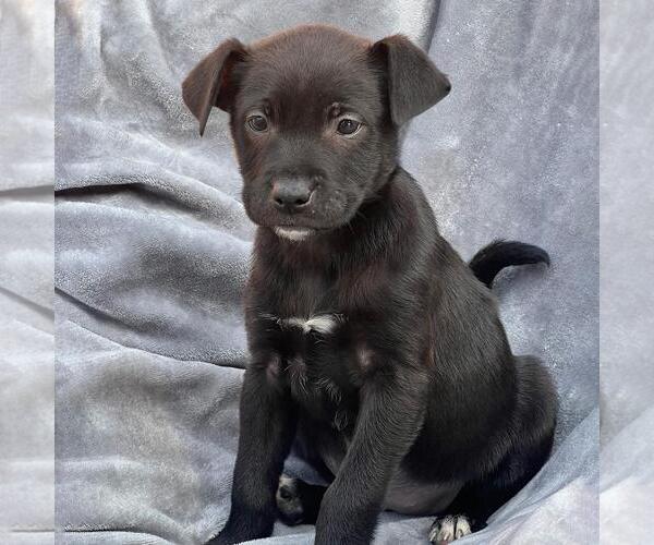 Medium Photo #1 Labrador Retriever-Unknown Mix Puppy For Sale in San Diego, CA, USA