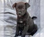 Small Labrador Retriever Mix