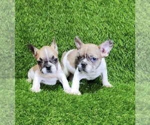 French Bulldog Puppy for sale in BOSTON, MA, USA